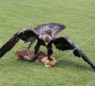 Adler erledigt Beuteattrappe