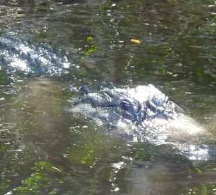 Schwamm ganz nah an unser Boot!