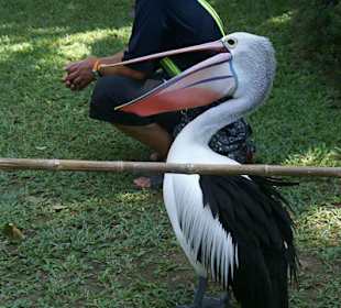 Pelikan