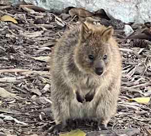 Quokka