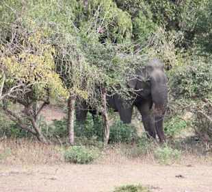 Yala Nationalpark