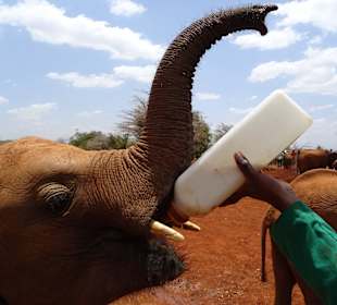 Milch für die Kleinen