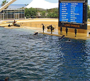 Orca - Show in Loro Parque
