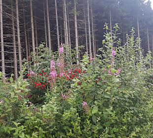 Wandern Bad Traunstein