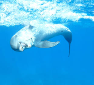 Hurra, ich hab mein Spielzeug wieder 