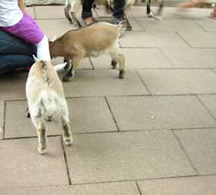 Kleiner Streichelzoo