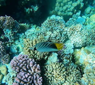 Schnorcheln Makadi Bay