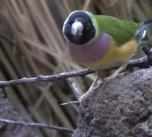 Kleinsäuger + Vogelhaus