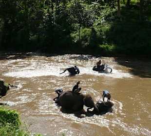 Maetang Elephant Park
