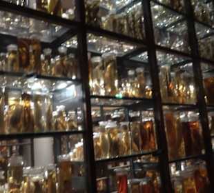 Museum der Naturkunde