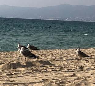 Strand Playa/Platja de Palma