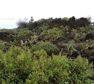 Die andere Winterseite mit grün