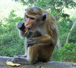 Gefräßige Hutaffen