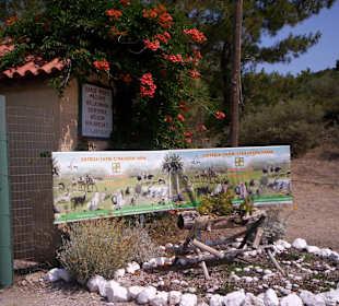Ostrich straußenfarm