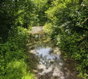 Wandern Langenargen