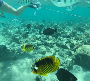 Schnorcheln Makadi Bay