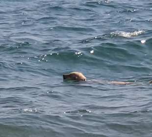 Mit Hund am schönsten