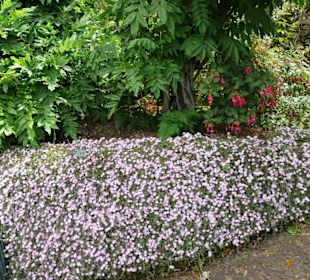 ein Band aus Mittagsblumen