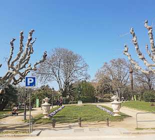 Rośliny
