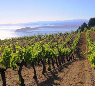 The Greek Wine Experience Kefalonia vineyards