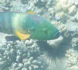 Einige Schnorchel Bilder am Strand