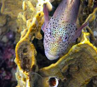 Bem schnorcheln am Nordriff