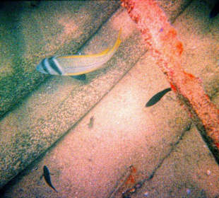 Schnorcheln am Hausriff