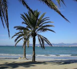 Palmenstrand von El Arenal im Januar