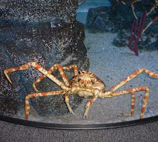 Siam Cemter Aquarium