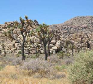 Joshua Tree National Park
