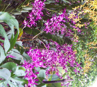 Botanischer Garten Singapore