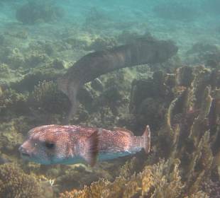 Igelfisch mit Riesenmuräne am Hausriff