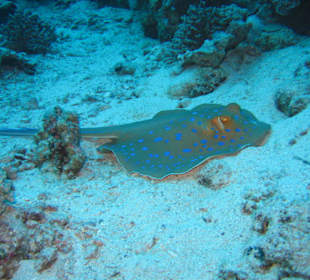 Hausriff Flamenco Beach