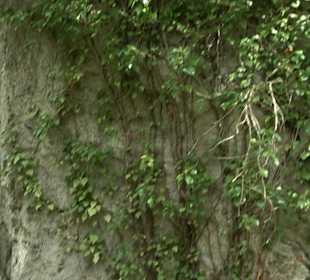 Wallersteiner Felsen