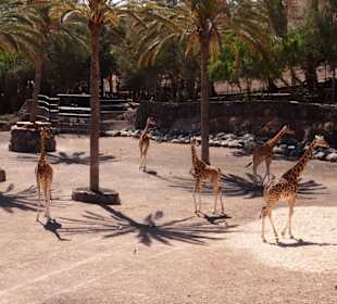 Tiere im Oasis Park Fuerteventura