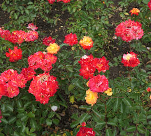 Bad Kissingen: Spaziergang durch den Rosengarten