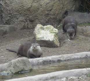 Otter