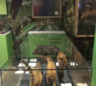 Niedersächsisches Landesmuseum