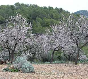 Auf dem Weg zum Castell