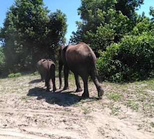 Elefanten im Chobe Nationalpark