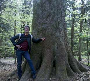 Urwald ähnliche Bäume