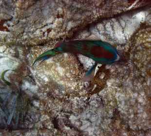 Bunte Fische