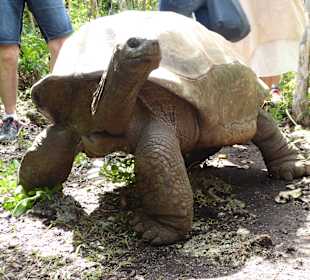 Riesenschildkröte auf der Ile aux Aigrettes