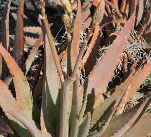 An der Strandpromenade