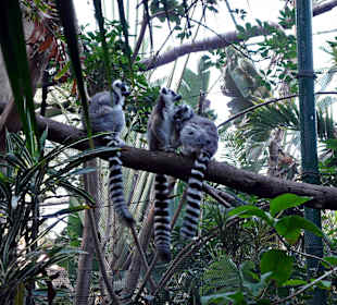 Kattas im Oasis-Park