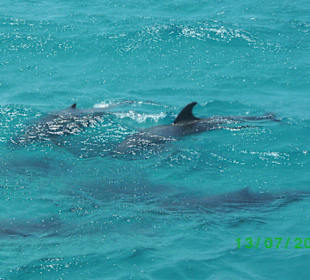 7 Delfine beim Ausflug "Schwimmen mit Delfinen"