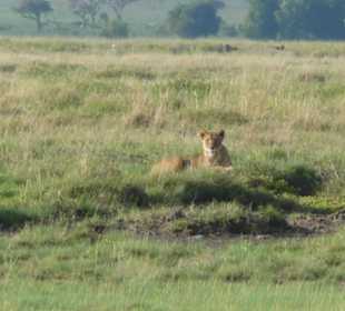 Löwin in der Morgensonne