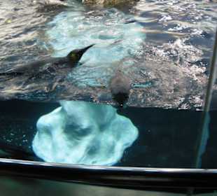 Pinguine beuim Baden