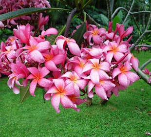 Pflanzenwelt im Loro-Park