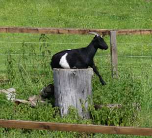 Bewohner am Hollenauer Kreuz